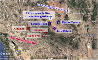 Utilizing symbiotic relationships and assisted migration in restoration to cope with multiple stressors, and the legacy of invasive species
